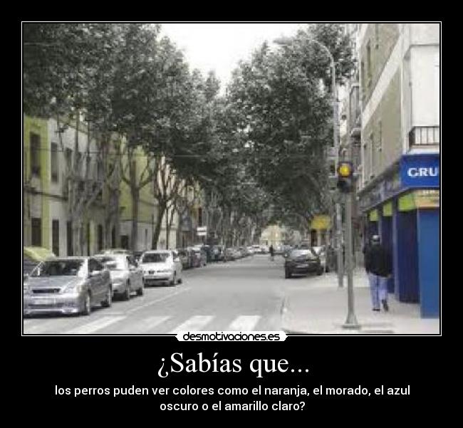¿Sabías que... - los perros puden ver colores como el naranja, el morado, el azul
oscuro o el amarillo claro?