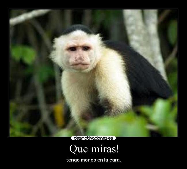 Que miras! - 