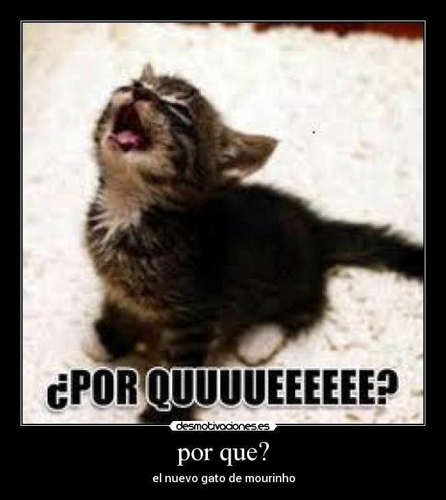 por que? - el nuevo gato de mourinho