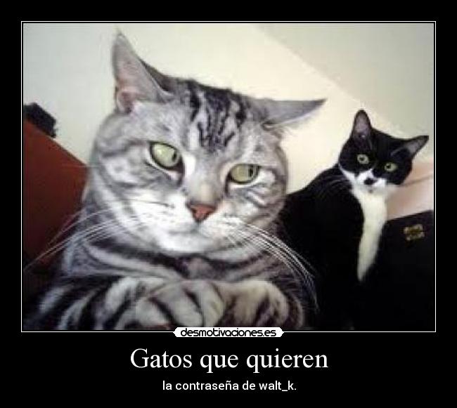 Gatos que quieren -