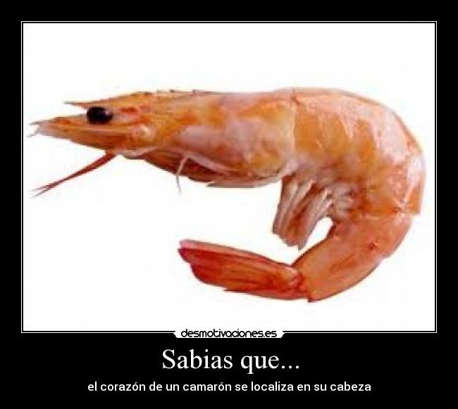 Sabias que... - 