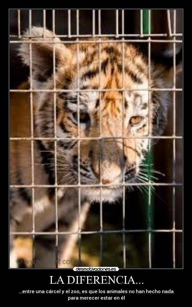 LA DIFERENCIA... - ...entre una cárcel y el zoo, es que los animales no han hecho nada
para merecer estar en él