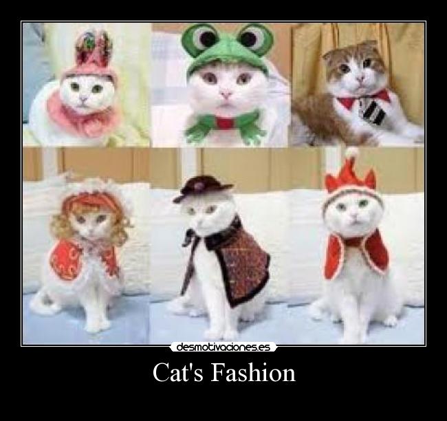 Cats Fashion -