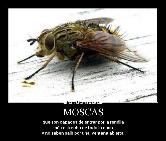 MOSCAS - 