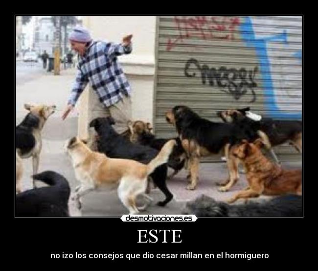 ESTE - no izo los consejos que dio cesar millan en el hormiguero