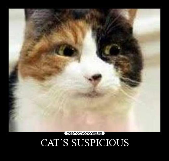 CAT´S SUSPICIOUS -