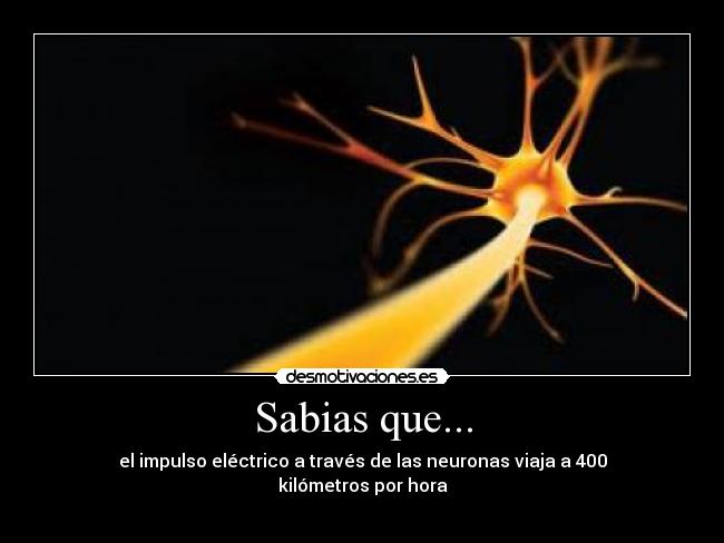 Sabias que... - el impulso eléctrico a través de las neuronas viaja a 400 kilómetros por hora
