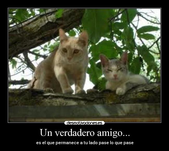 Un verdadero amigo... -