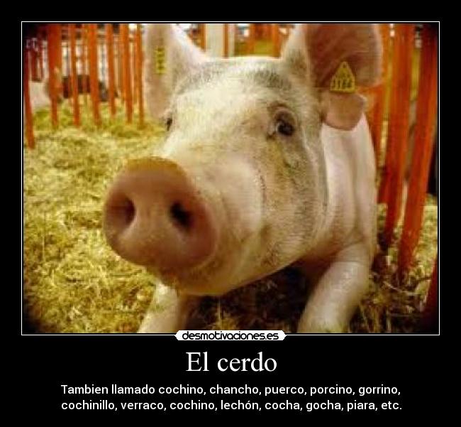 El cerdo - Tambien llamado cochino, chancho, puerco, porcino, gorrino,
cochinillo, verraco, cochino, lechón, cocha, gocha, piara, etc.