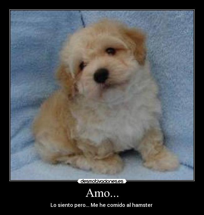 Amo... -