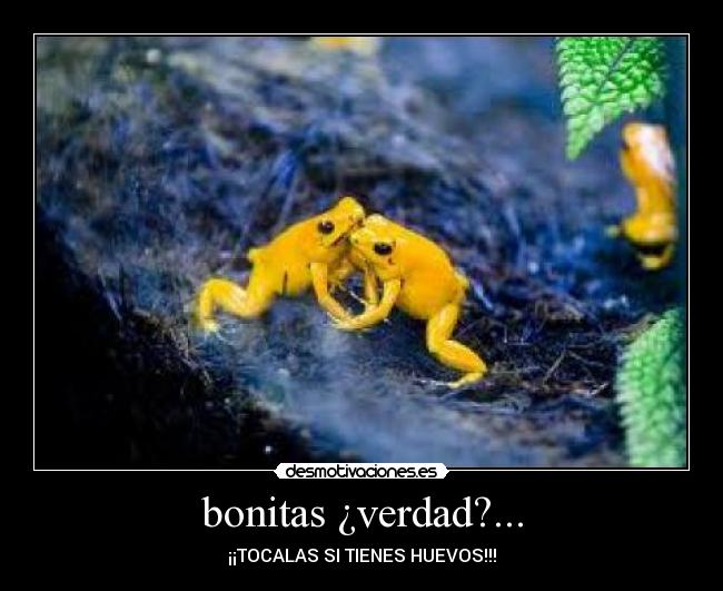 bonitas ¿verdad?... - ¡¡TOCALAS SI TIENES HUEVOS!!!