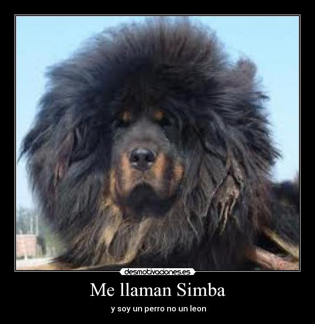 carteles leones desmotivaciones