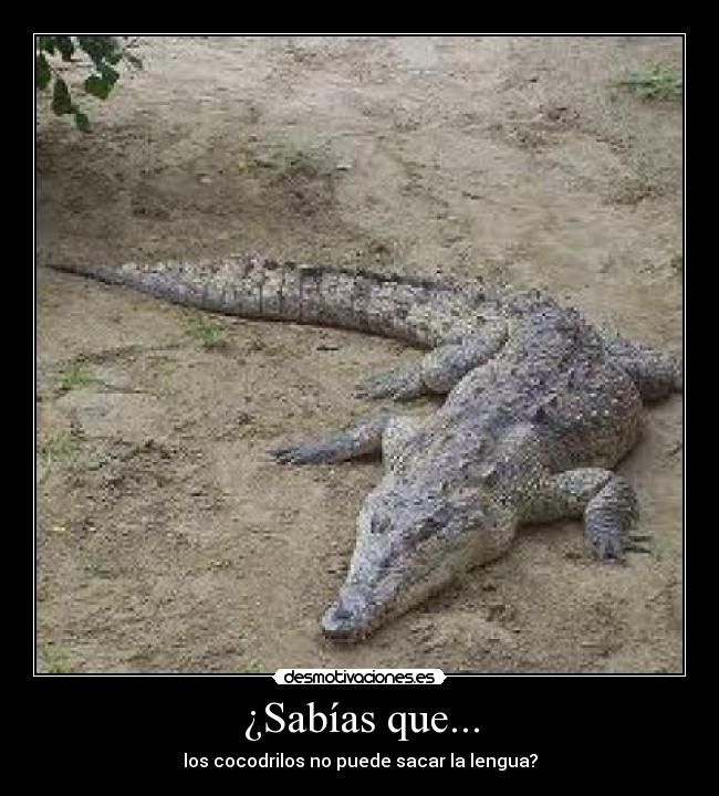 ¿Sabías que... - los cocodrilos no puede sacar la lengua?