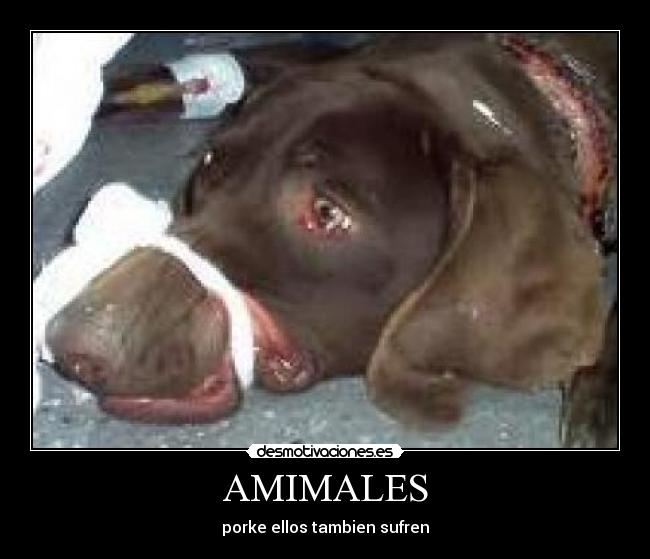 AMIMALES - 