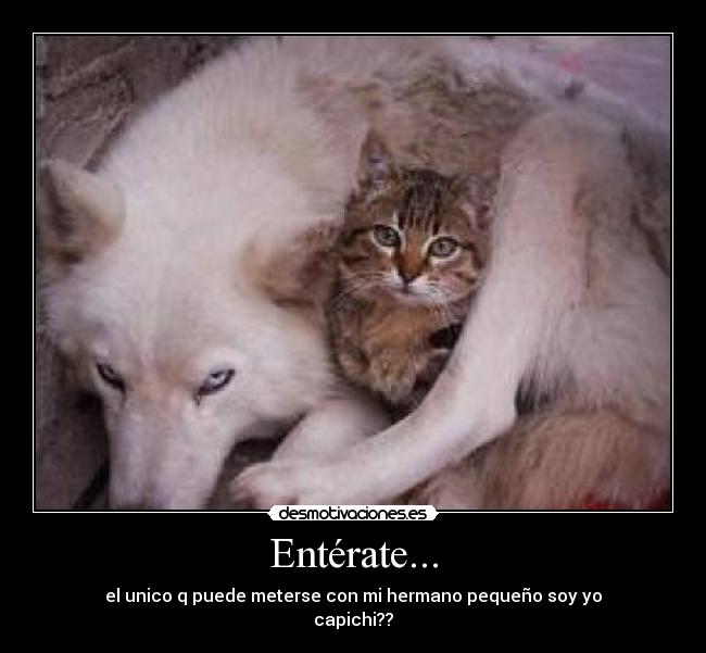 Entérate... - el unico q puede meterse con mi hermano pequeño soy yo
capichi??