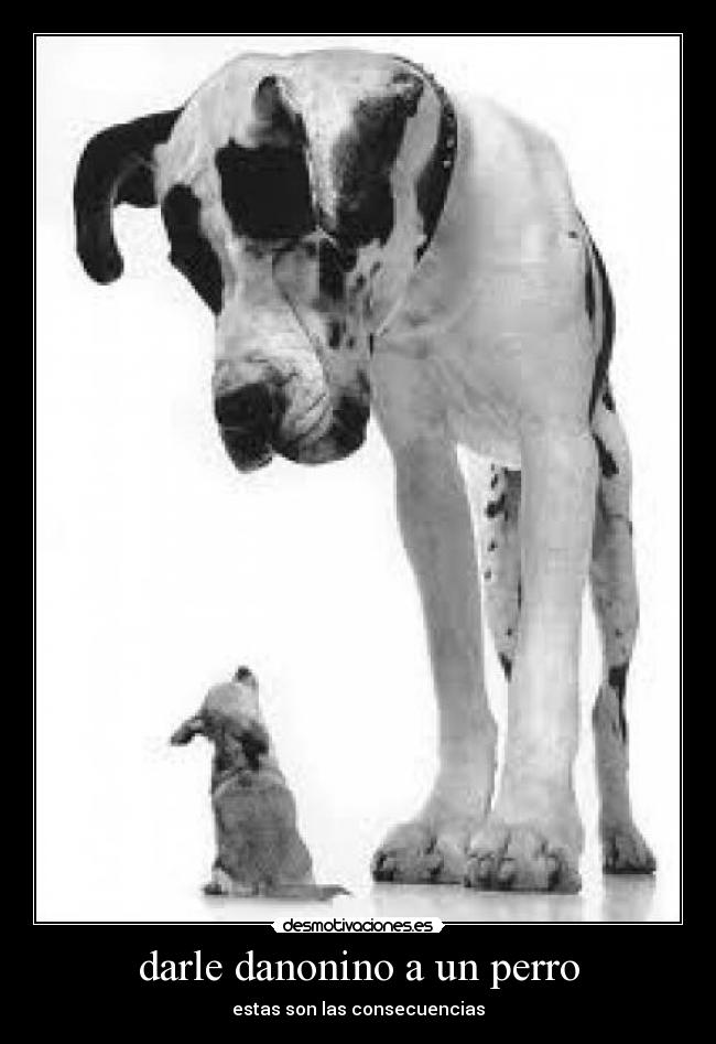 darle danonino a un perro -