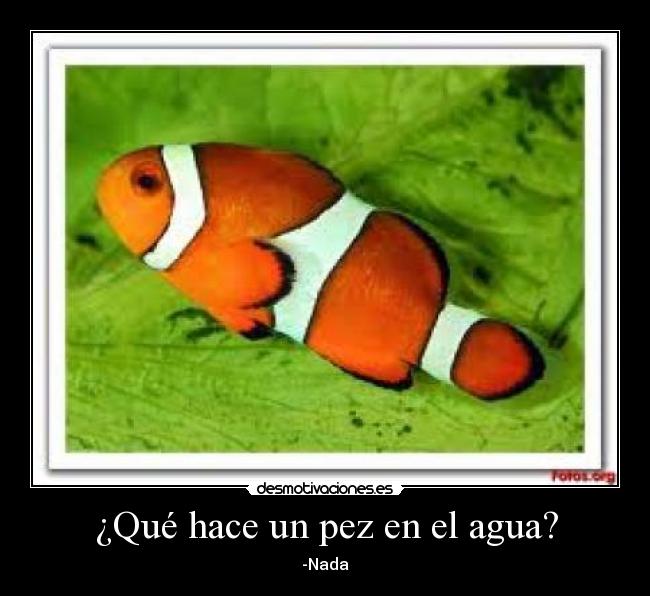 ¿Qué hace un pez en el agua? - 