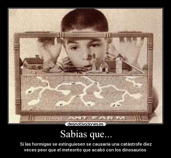Sabias que... - Si las hormigas se extinguiesen se causaría una catástrofe diez
veces peor que el meteorito que acabó con los dinosaurios