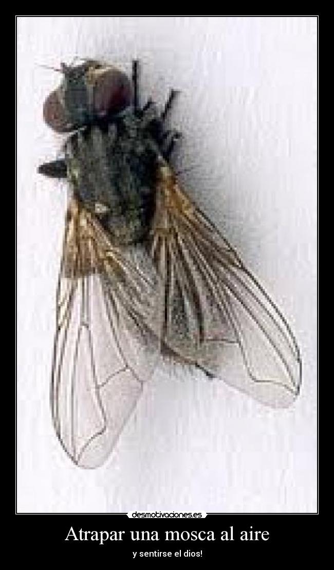 Atrapar una mosca al aire - 
