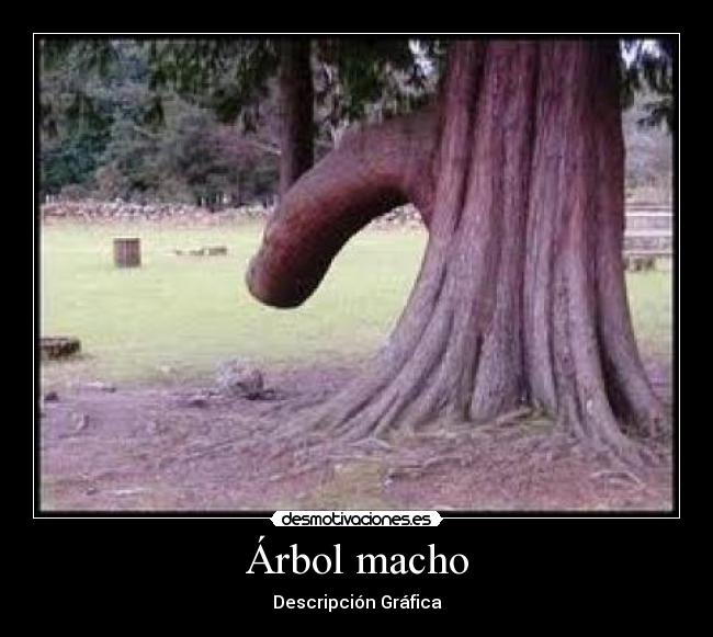 Árbol macho - 