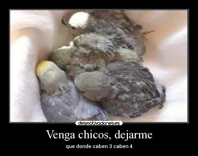 Venga chicos, dejarme -