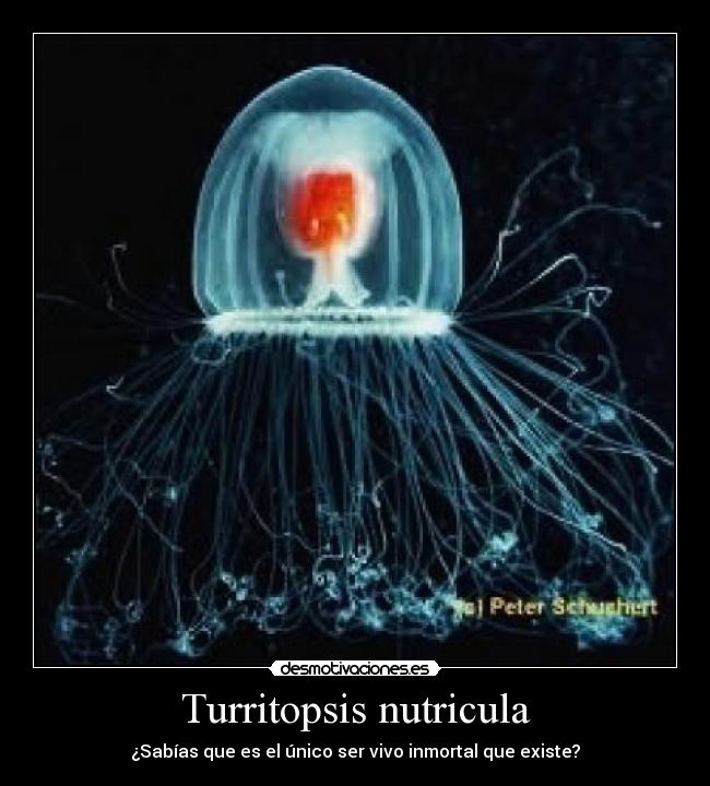 Turritopsis nutricula - ¿Sabías que es el único ser vivo inmortal que existe?