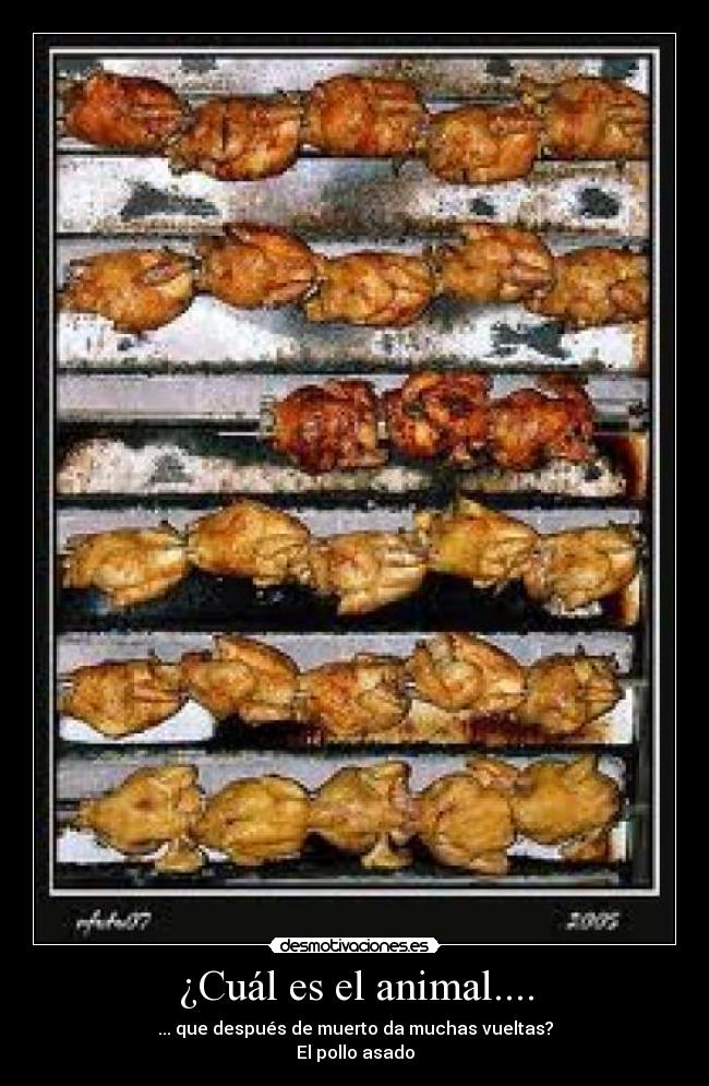 ¿Cuál es el animal.... - ... que después de muerto da muchas vueltas?
El pollo asado
