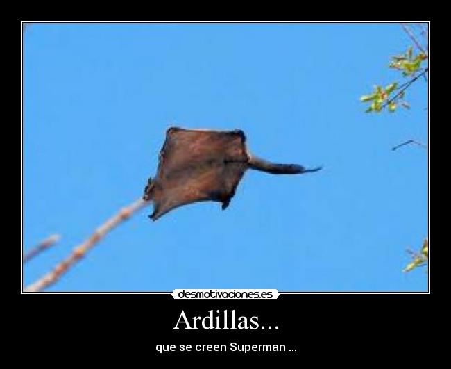 Ardillas... -