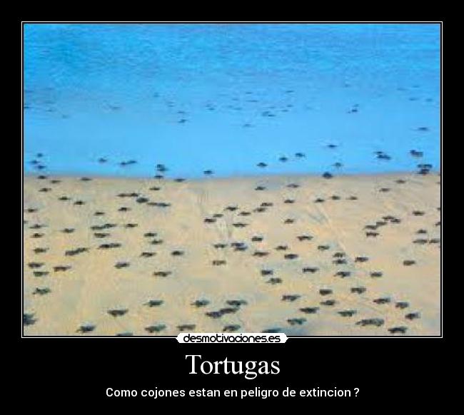 Tortugas - 