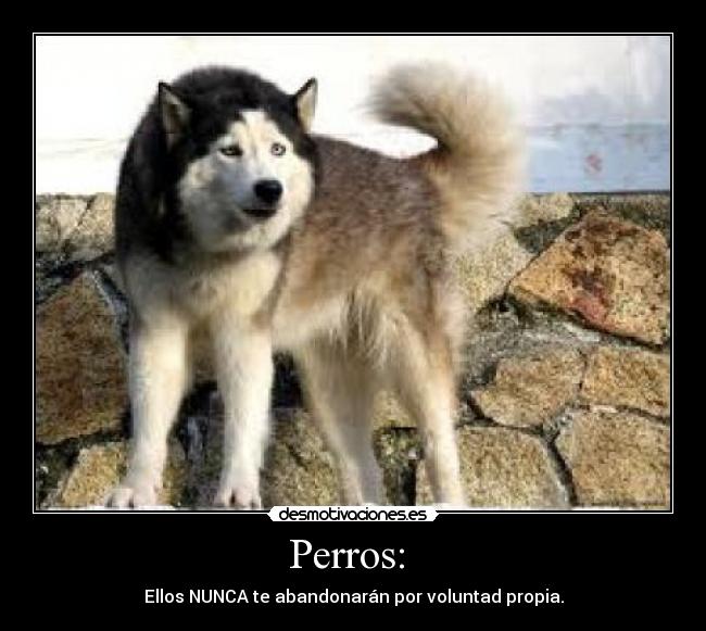 Perros:  - 