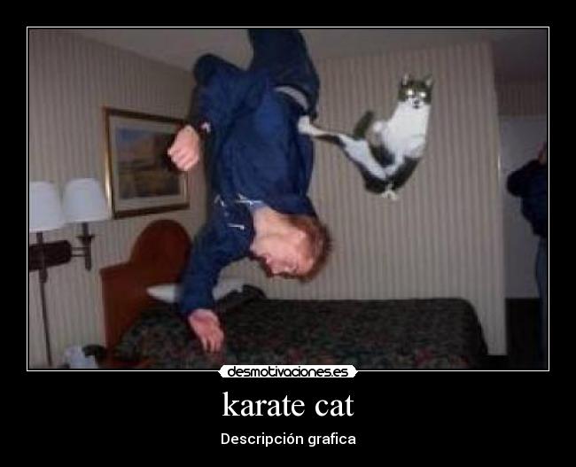 karate cat - Descripción grafica