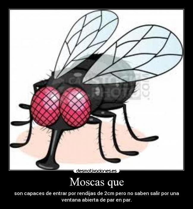 Moscas que -