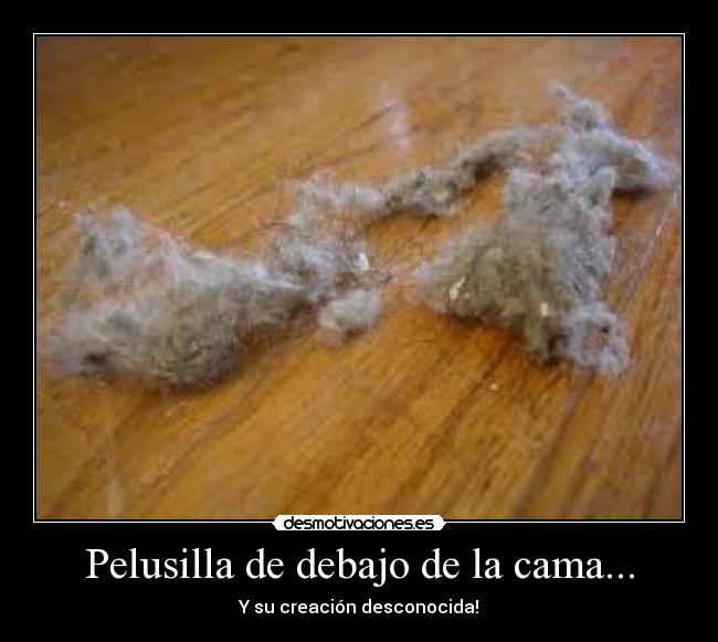 Pelusilla de debajo de la cama... - 