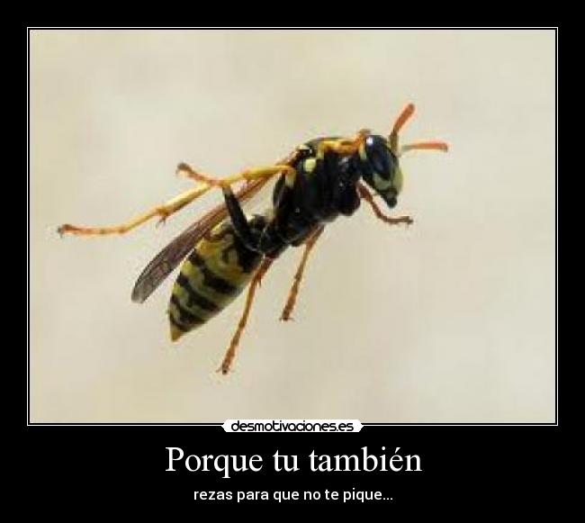 carteles abispa desmotivaciones