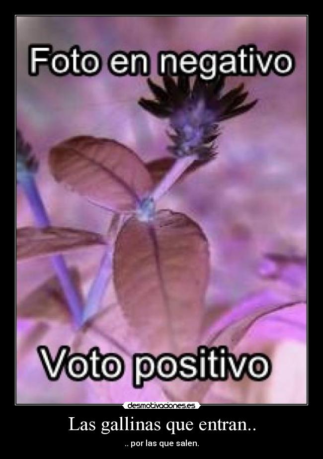 Las gallinas que entran.. -