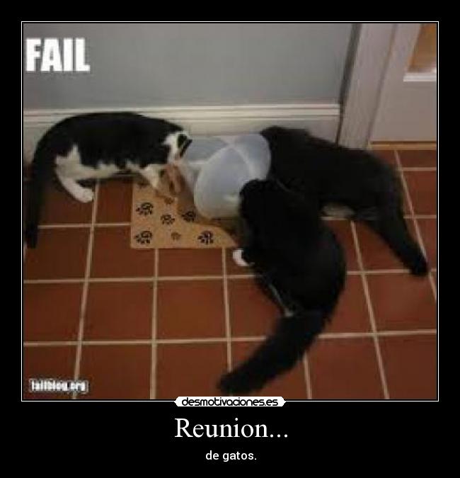 Reunion... - de gatos.