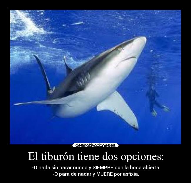 El tiburón tiene dos opciones: - -O nada sin parar nunca y SIEMPRE con la boca abierta
-O para de nadar y MUERE por asfixia.