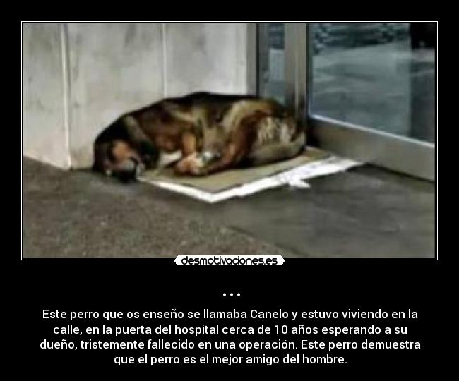 ... - Este perro que os enseño se llamaba Canelo y estuvo viviendo en la
calle, en la puerta del hospital cerca de 10 años esperando a su
dueño, tristemente fallecido en una operación. Este perro demuestra
que el perro es el mejor amigo del hombre.