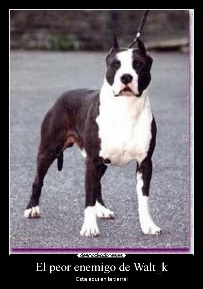 El peor enemigo de Walt_k - Esta aqui en la tierra!