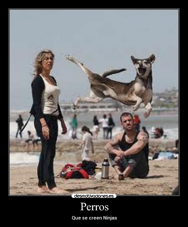 Perros - Que se creen Ninjas