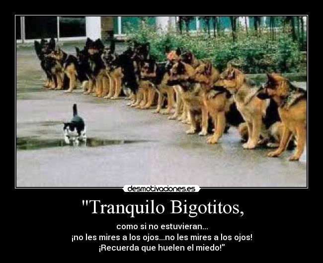 Tranquilo Bigotitos, - 