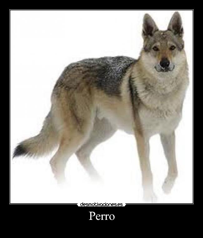 Perro - 