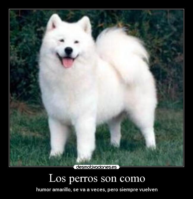 Los perros son como -