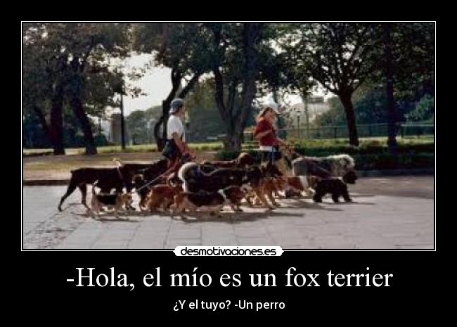 -Hola, el mío es un fox terrier - 
