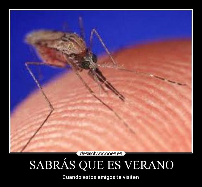 SABRÁS QUE ES VERANO - Cuando estos amigos te visiten