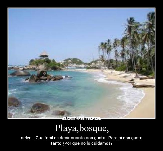 Playa,bosque, -