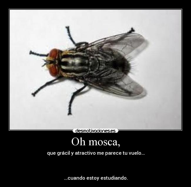 Oh mosca, - 