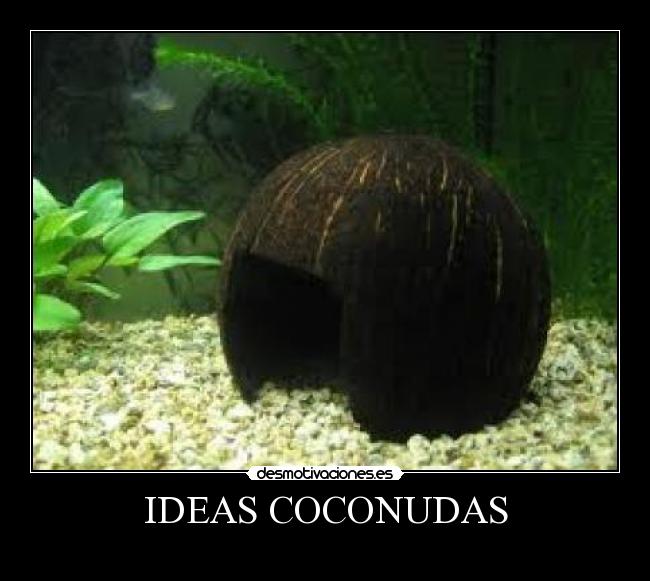 IDEAS COCONUDAS - 