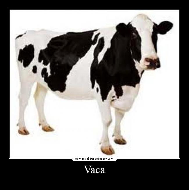 carteles vaca desmotivaciones