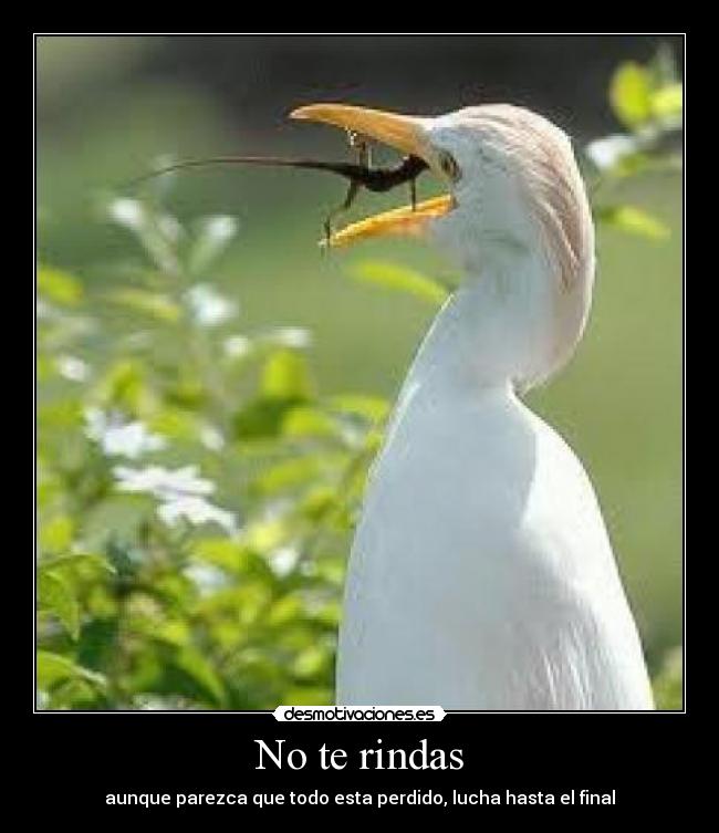 No te rindas - 